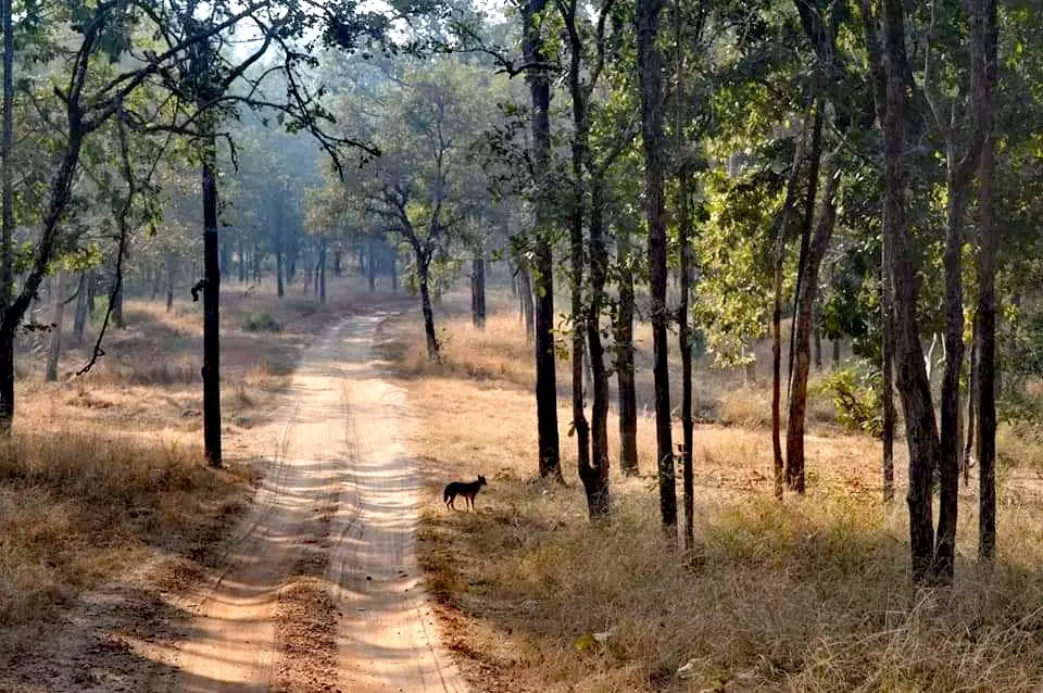 Pench National Park